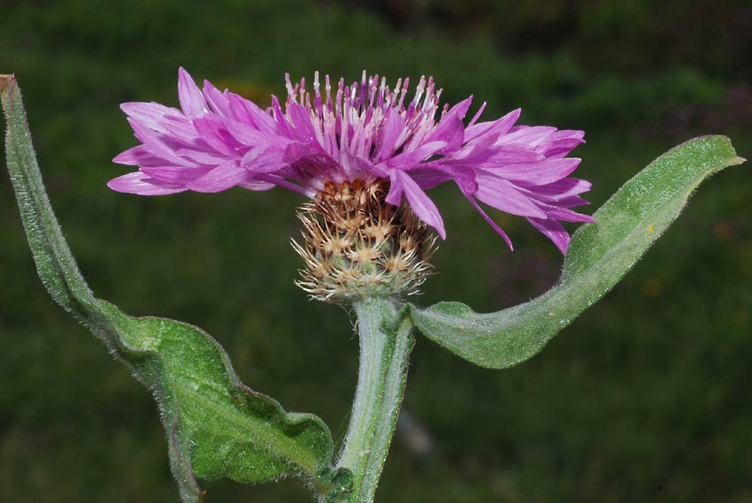 Centaurea napifolia / Fiordaliso romano